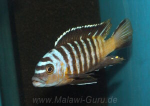 Metriaclima nigrodorsalis 'Nkolongwe'